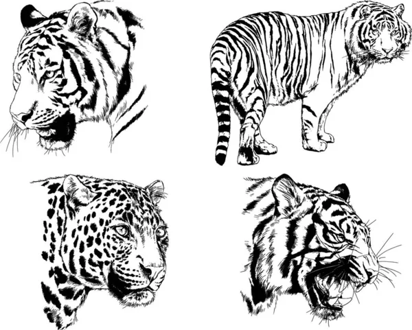 Dessins Vectoriels Esquisse Différents Prédateurs Tigres Lions Guépards Léopards Sont — Image vectorielle