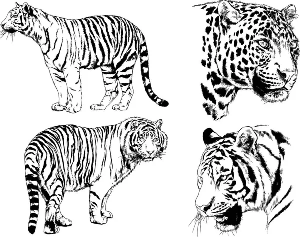 Dibujos Vectoriales Bocetos Diferentes Depredadores Tigres Leones Guepardos Leopardos Dibujan — Vector de stock