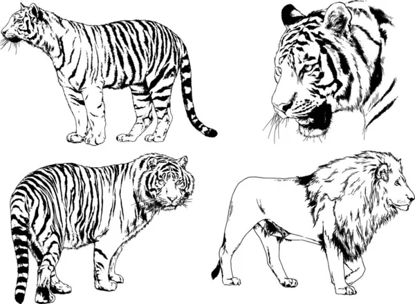 Dibujos Vectoriales Bocetos Diferentes Depredadores Tigres Leones Guepardos Leopardos Dibujan — Archivo Imágenes Vectoriales