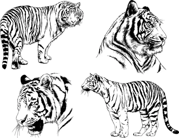 Dibujos Vectoriales Bocetos Diferentes Depredadores Tigres Leones Guepardos Leopardos Dibujan — Vector de stock