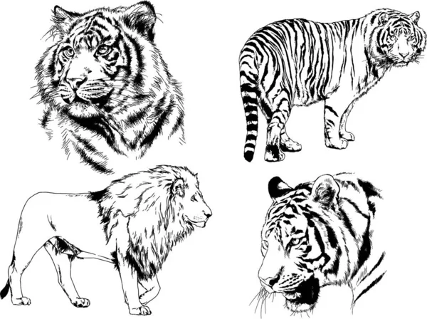 Vector Drawings Sketches Different Predator Tigers Lions Cheetahs Leopards Drawn — Stock Vector