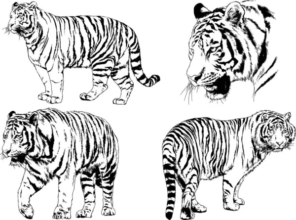 vektör çizimleri çizimler farklı yırtıcı hayvan, kaplan aslan çita ve leopar mürekkep el tarafından nesneleri arka plan ile çizilir