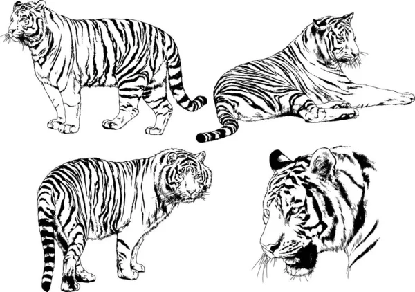 Dibujos Vectoriales Bocetos Diferentes Depredadores Tigres Leones Guepardos Leopardos Dibujan — Vector de stock