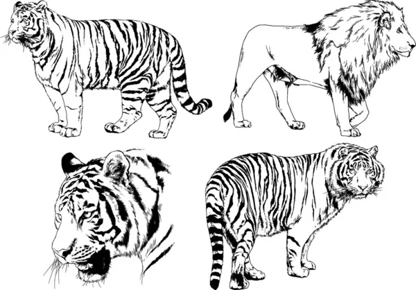 Dibujos Vectoriales Bocetos Diferentes Depredadores Tigres Leones Guepardos Leopardos Dibujan — Archivo Imágenes Vectoriales