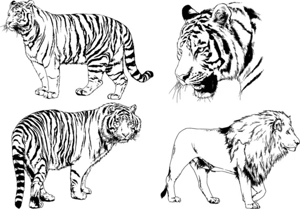 Dibujos Vectoriales Bocetos Diferentes Depredadores Tigres Leones Guepardos Leopardos Dibujan — Vector de stock