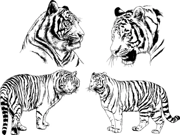 Dibujos Vectoriales Bocetos Diferentes Depredadores Tigres Leones Guepardos Leopardos Dibujan — Vector de stock