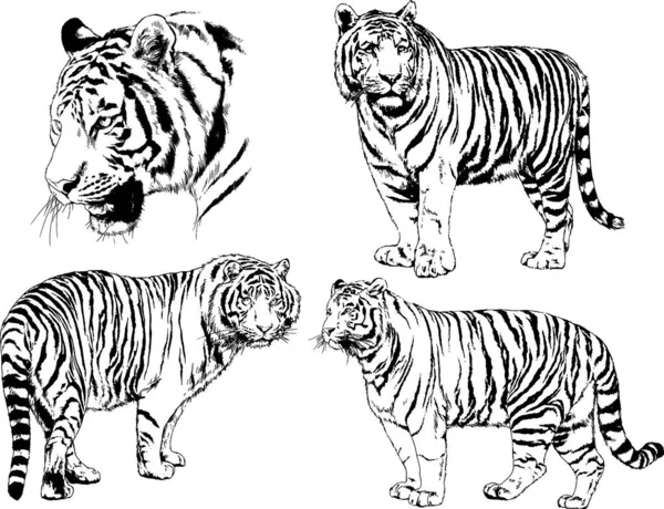 Dibujos Vectoriales Bocetos Diferentes Depredadores Tigres Leones Guepardos Leopardos Dibujan — Archivo Imágenes Vectoriales