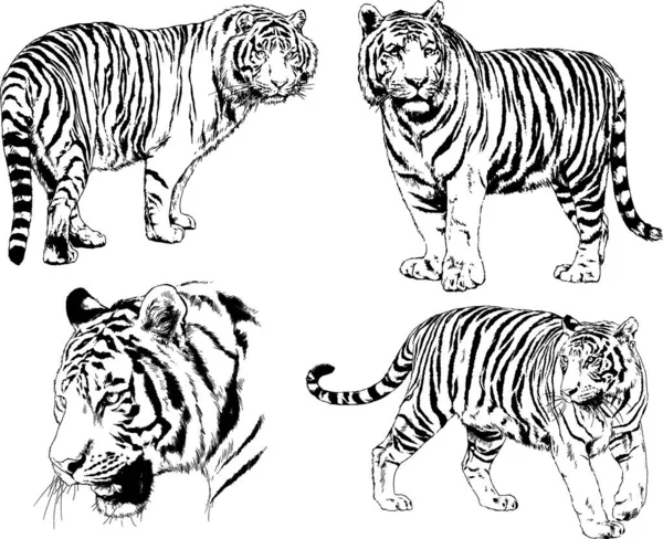 Dibujos Vectoriales Bocetos Diferentes Depredadores Tigres Leones Guepardos Leopardos Dibujan — Vector de stock