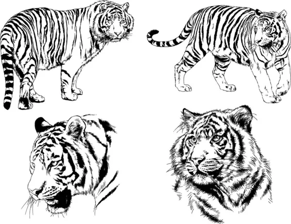 Dessins Vectoriels Esquisse Différents Prédateurs Tigres Lions Guépards Léopards Sont — Image vectorielle