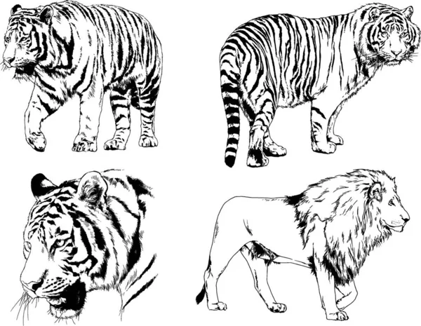 矢量绘图不同的捕食者 老虎狮子猎豹和豹子是用手写的墨水画的 没有背景的物体 — 图库矢量图片