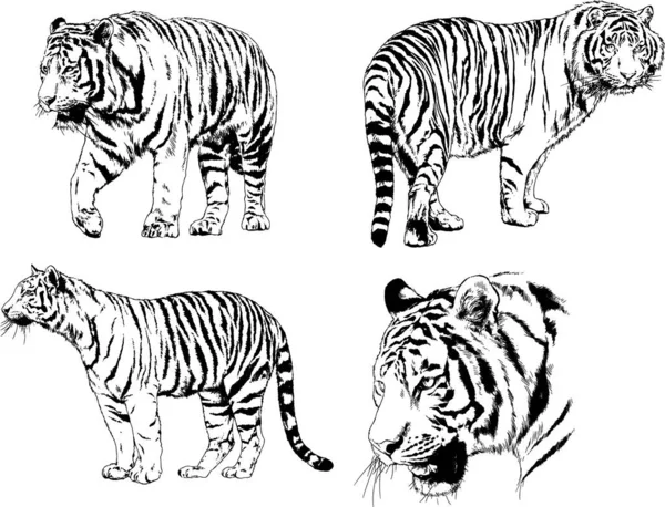 Dibujos Vectoriales Bocetos Diferentes Depredadores Tigres Leones Guepardos Leopardos Dibujan — Vector de stock