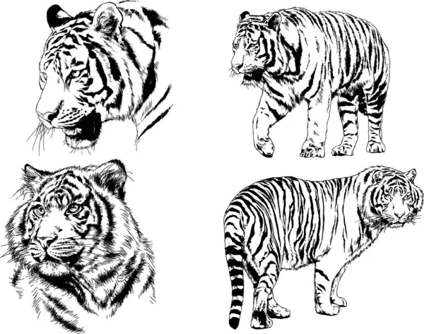 Dessins Vectoriels Esquisse Différents Prédateurs Tigres Lions Guépards Léopards Sont — Image vectorielle