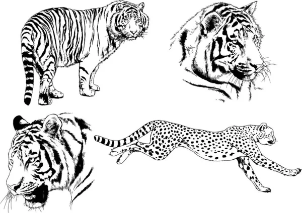 Dessins Vectoriels Esquisse Différents Prédateurs Tigres Lions Guépards Léopards Sont — Image vectorielle