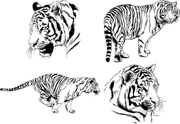 Векторные Рисунки Эскизы Различных Хищников Тигров Львов Гепардов Леопардов Нарисованы — стоковый вектор
