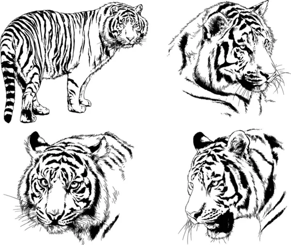 Dibujos Vectoriales Bocetos Diferentes Depredadores Tigres Leones Guepardos Leopardos Dibujan — Vector de stock