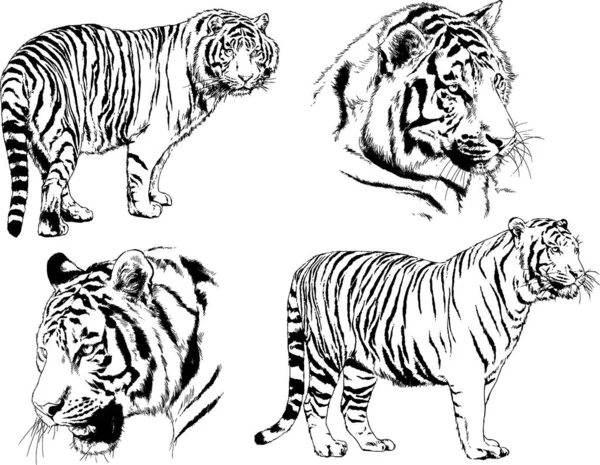 Dibujos Vectoriales Bocetos Diferentes Depredadores Tigres Leones Guepardos Leopardos Dibujan — Vector de stock