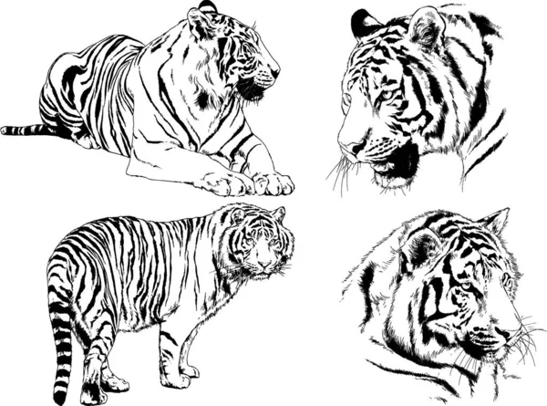 Dibujos Vectoriales Bocetos Diferentes Depredadores Tigres Leones Guepardos Leopardos Dibujan — Vector de stock