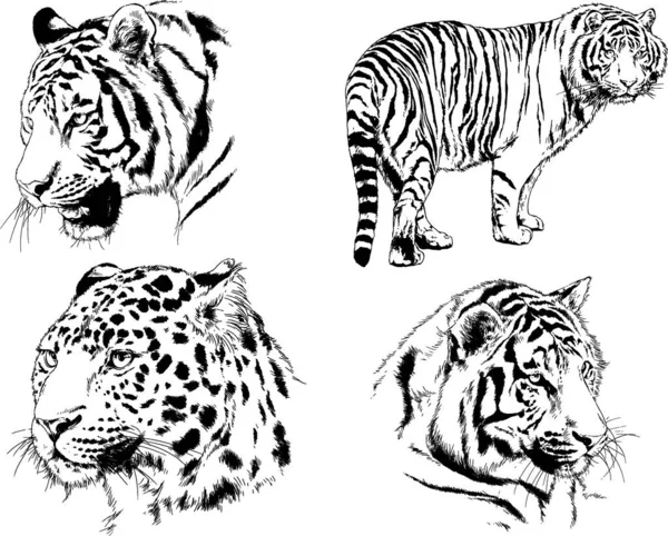 Dibujos Vectoriales Bocetos Diferentes Depredadores Tigres Leones Guepardos Leopardos Dibujan — Vector de stock