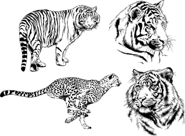 Dibujos Vectoriales Bocetos Diferentes Depredadores Tigres Leones Guepardos Leopardos Dibujan — Archivo Imágenes Vectoriales