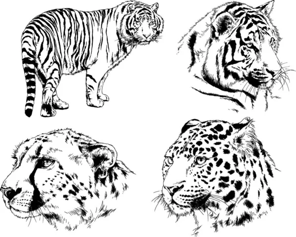 Dibujos Vectoriales Bocetos Diferentes Depredadores Tigres Leones Guepardos Leopardos Dibujan — Vector de stock