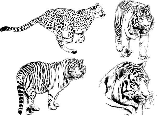 Vector Drawings Sketches Different Predator Tigers Lions Cheetahs Leopards Drawn — Stock Vector