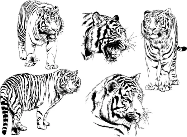 Desenhos Vetoriais Esboços Predador Diferente Leões Tigres Chitas Leopardos São —  Vetores de Stock
