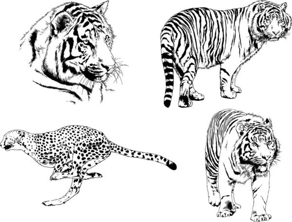 Desenhos Vetoriais Esboços Predador Diferente Leões Tigres Chitas Leopardos São —  Vetores de Stock