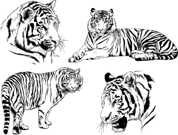 Dibujos Vectoriales Bocetos Diferentes Depredadores Tigres Leones Guepardos Leopardos Dibujan — Vector de stock