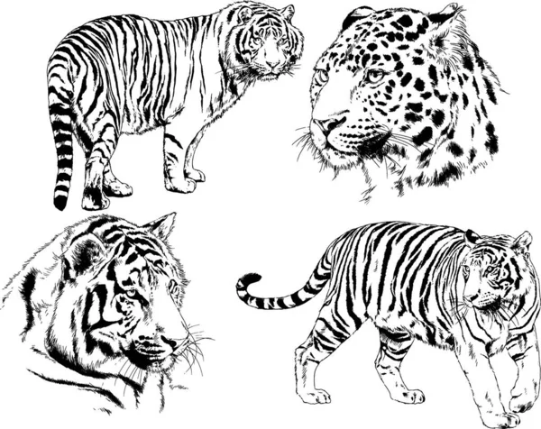 Dibujos Vectoriales Bocetos Diferentes Depredadores Tigres Leones Guepardos Leopardos Dibujan — Vector de stock