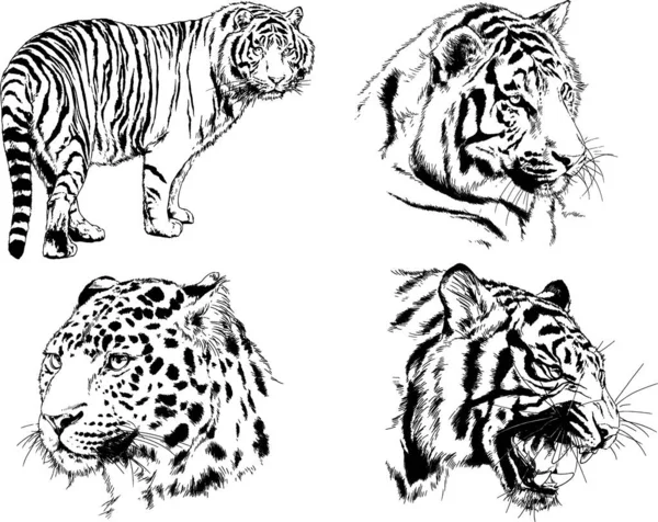 Dessins Vectoriels Esquisse Différents Prédateurs Tigres Lions Guépards Léopards Sont — Image vectorielle