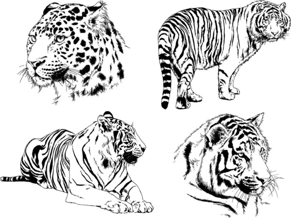 Desenhos Vetoriais Esboços Predador Diferente Leões Tigres Chitas Leopardos São —  Vetores de Stock