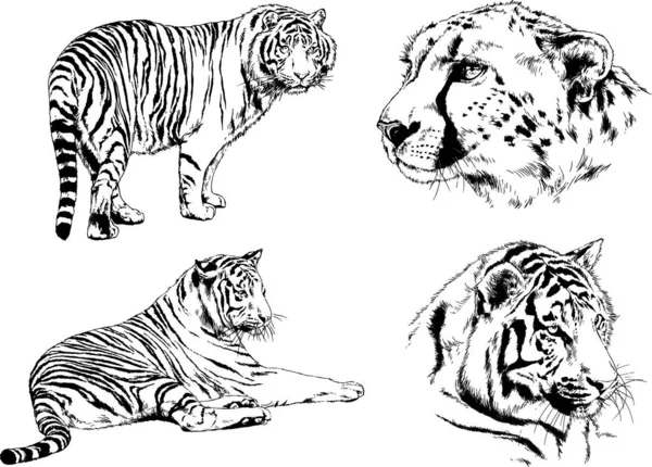 Dibujos Vectoriales Bocetos Diferentes Depredadores Tigres Leones Guepardos Leopardos Dibujan — Vector de stock