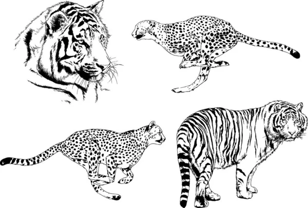 Dibujos Vectoriales Bocetos Diferentes Depredadores Tigres Leones Guepardos Leopardos Dibujan — Archivo Imágenes Vectoriales