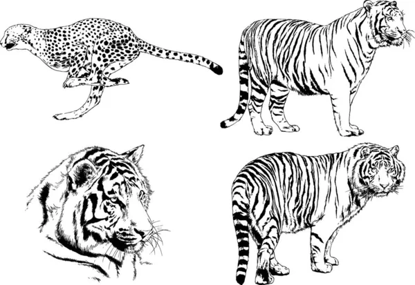 Dessins Vectoriels Esquisse Différents Prédateurs Tigres Lions Guépards Léopards Sont — Image vectorielle