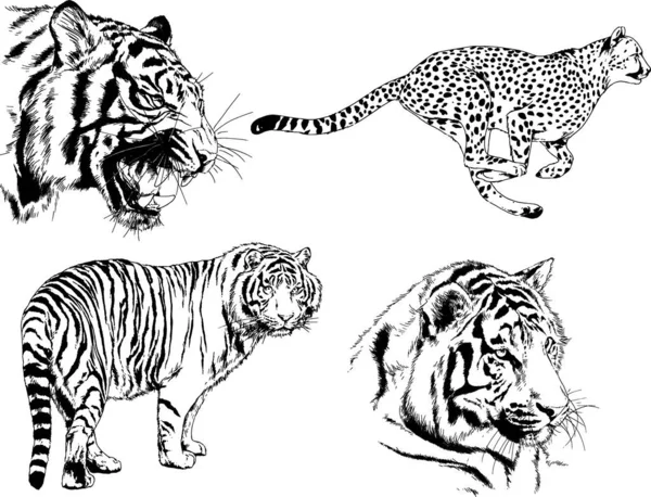 Dessins Vectoriels Esquisse Différents Prédateurs Tigres Lions Guépards Léopards Sont — Image vectorielle