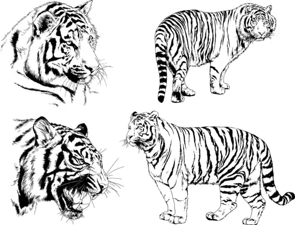 Dessins Vectoriels Esquisse Différents Prédateurs Tigres Lions Guépards Léopards Sont — Image vectorielle