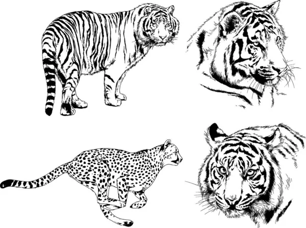 Dibujos Vectoriales Bocetos Diferentes Depredadores Tigres Leones Guepardos Leopardos Dibujan — Archivo Imágenes Vectoriales