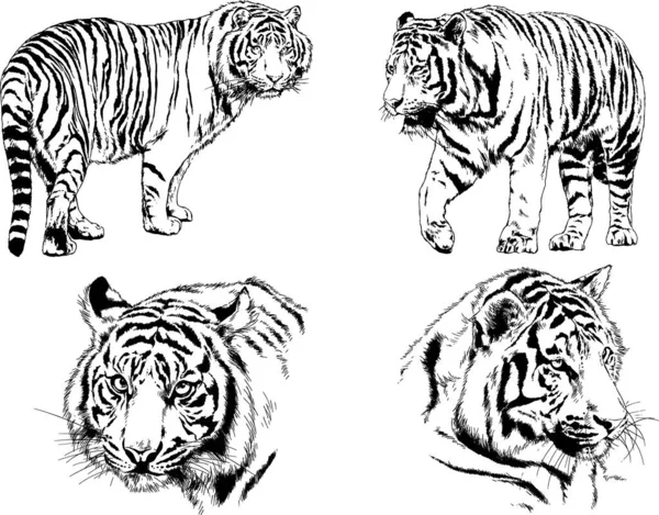 Dessins Vectoriels Esquisse Différents Prédateurs Tigres Lions Guépards Léopards Sont — Image vectorielle