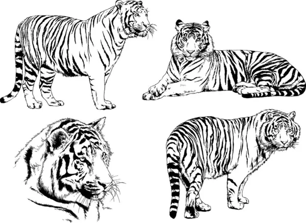 Vector Drawings Sketches Different Predator Tigers Lions Cheetahs Leopards Drawn — Stock Vector