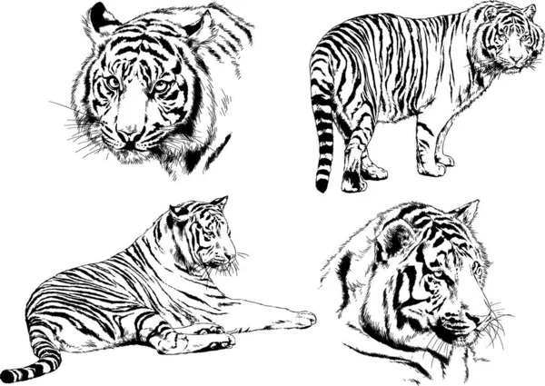 Vector Drawings Sketches Different Predator Tigers Lions Cheetahs Leopards Drawn — Stock Vector