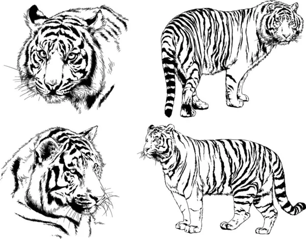 Dibujos Vectoriales Bocetos Diferentes Depredadores Tigres Leones Guepardos Leopardos Dibujan — Vector de stock