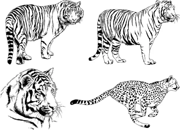 Dibujos Vectoriales Bocetos Diferentes Depredadores Tigres Leones Guepardos Leopardos Dibujan — Vector de stock