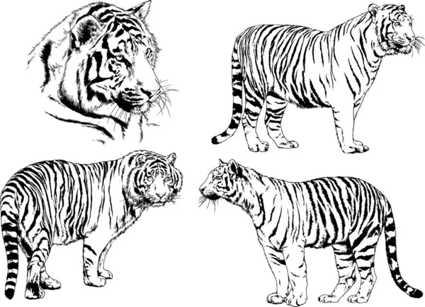 Dibujos Vectoriales Bocetos Diferentes Depredadores Tigres Leones Guepardos Leopardos Dibujan — Archivo Imágenes Vectoriales