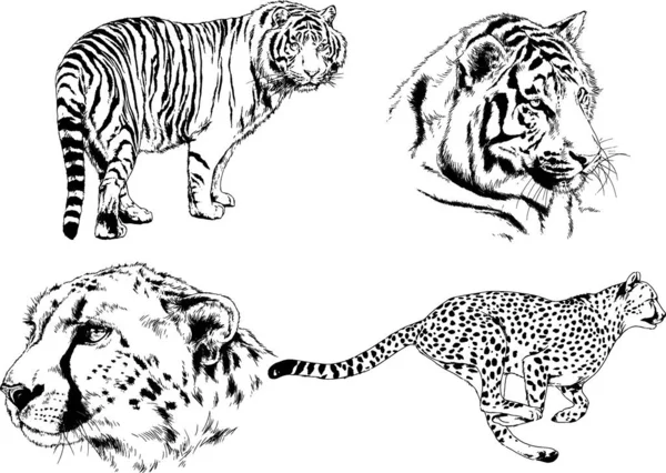 Векторні Малюнки Різних Хижаків Тигри Леви Гепарди Леопарди Малюються Чорнилом — стоковий вектор