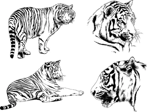 Dibujos Vectoriales Bocetos Diferentes Depredadores Tigres Leones Guepardos Leopardos Dibujan — Vector de stock