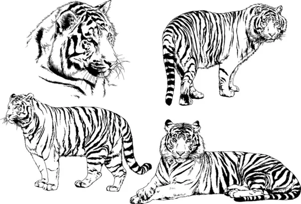 Vector Drawings Sketches Different Predator Tigers Lions Cheetahs Leopards Drawn — Stock Vector