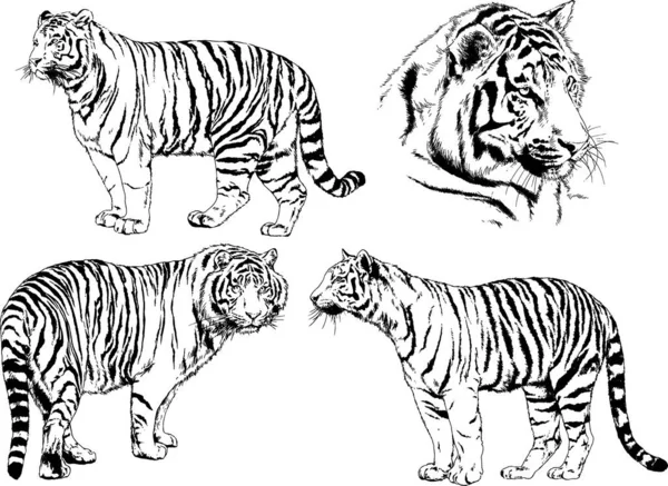 Desenhos Vetoriais Esboços Predador Diferente Leões Tigres Chitas Leopardos São — Vetor de Stock