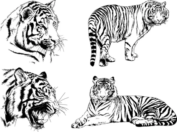 Vector Drawings Sketches Different Predator Tigers Lions Cheetahs Leopards Drawn — Stock Vector