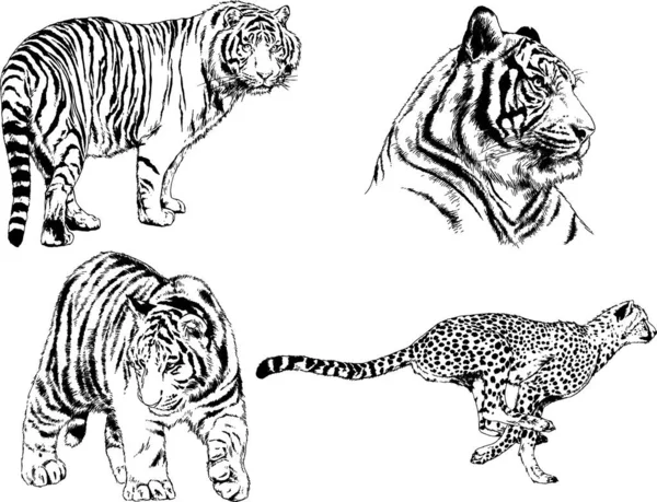 Desenhos Vetoriais Esboços Predador Diferente Leões Tigres Chitas Leopardos São — Vetor de Stock