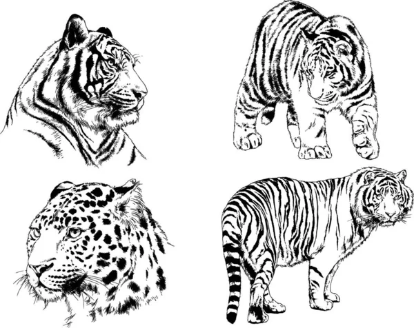 Vector Drawings Sketches Different Predator Tigers Lions Cheetahs Leopards Drawn — Stock Vector